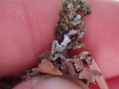 Erioderma sorediatum