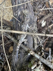 Urosaurus bicarinatus