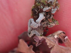 Erioderma sorediatum