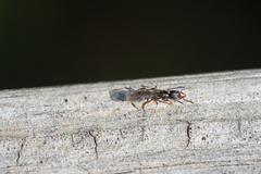 Stigmatomma pallipes