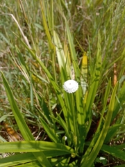 Eriocaulaceae