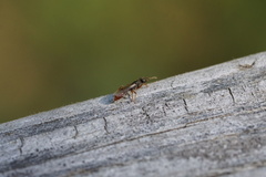 Stigmatomma pallipes