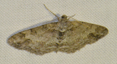 Paradarisa consonaria