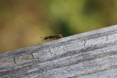 Stigmatomma pallipes