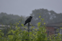 Corvus cornix × corone