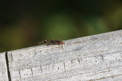 Stigmatomma pallipes