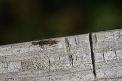 Stigmatomma pallipes