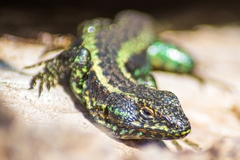 Liolaemus pictus