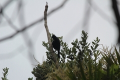 Prosthemadera novaeseelandiae novaeseelandiae