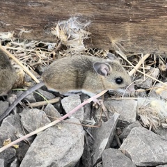 Peromyscus gambelii