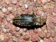 Agrypnus murinus