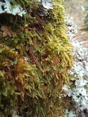 Hypnum cupressiforme