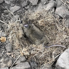 Peromyscus gambelii