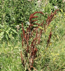Rumex crispus