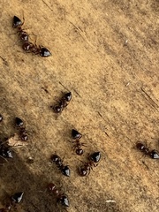 Crematogaster pilosa