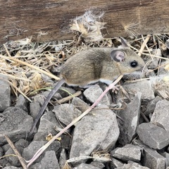 Peromyscus gambelii