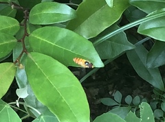 Insecta