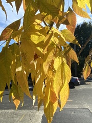 Fraxinus pennsylvanica
