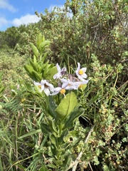 Solanum africanum