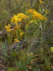 Bupleurum multinerve