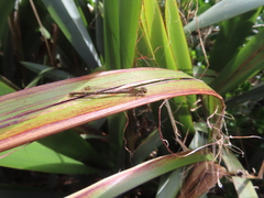 Xanthocnemis tuanuii