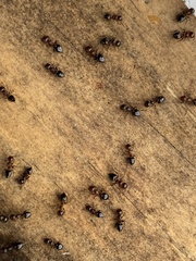 Crematogaster pilosa