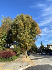 Fraxinus pennsylvanica