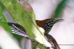 Cantorchilus semibadius