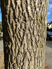 Fraxinus pennsylvanica