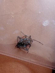 Pachylis argentinus