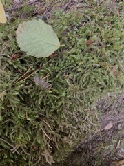 Rhytidiadelphus loreus