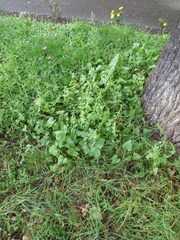 Blitum virgatum
