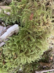 Rhytidiadelphus loreus