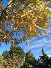 Fraxinus pennsylvanica