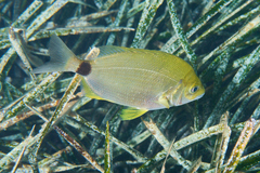 Diplodus annularis