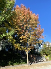 Fraxinus pennsylvanica