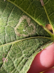 Phyllonorycter lucetiella