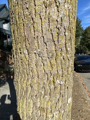 Fraxinus pennsylvanica