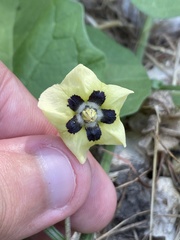Physalis cinerascens