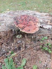 Fistulina hepatica