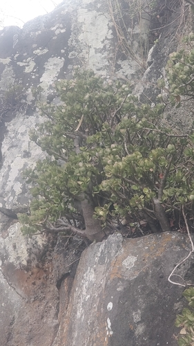 Crassula ovata image