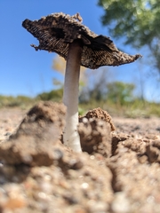 Montagnea arenaria