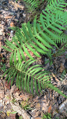 Pelazoneuron kunthii