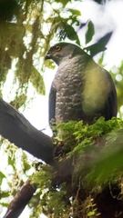 Accipiter chilensis