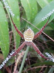 Argiope aemula