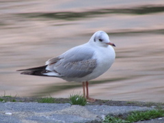 Chroicocephalus ridibundus