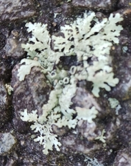 Parmelioideae