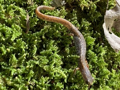 Hemidactylium scutatum