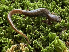 Hemidactylium scutatum