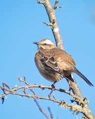 Mimus thenca